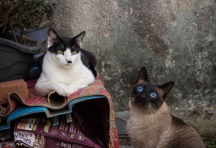duetto buffo dei gatti